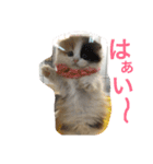 にゃんこぱらだいす（個別スタンプ：16）