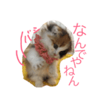 にゃんこぱらだいす（個別スタンプ：17）