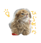 にゃんこぱらだいす（個別スタンプ：19）