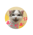 にゃんこぱらだいす（個別スタンプ：20）