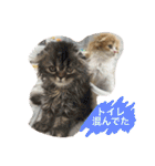 にゃんこぱらだいす（個別スタンプ：22）