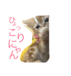 にゃんこぱらだいす（個別スタンプ：24）