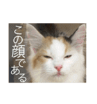 にゃんこぱらだいす（個別スタンプ：25）