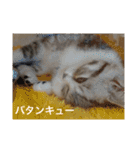 にゃんこぱらだいす（個別スタンプ：27）