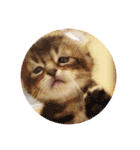 にゃんこぱらだいす（個別スタンプ：36）