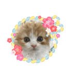 にゃんこぱらだいす（個別スタンプ：40）