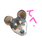金ちゃん＆桃の仲良しスタンプ（個別スタンプ：5）