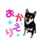 金ちゃん＆桃の仲良しスタンプ（個別スタンプ：38）