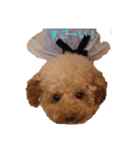 かわいいトイプードルのスタンプ（個別スタンプ：4）