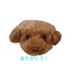 かわいいトイプードルのスタンプ（個別スタンプ：5）