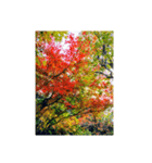 王子公園の紅葉（個別スタンプ：5）