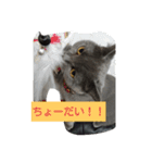 ぶりぶりブリティッシュ（個別スタンプ：1）