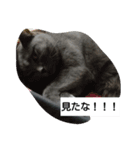 ぶりぶりブリティッシュ（個別スタンプ：2）