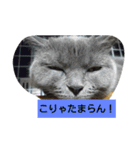 ぶりぶりブリティッシュ（個別スタンプ：4）
