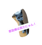 ぶりぶりブリティッシュ（個別スタンプ：8）