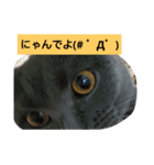 ぶりぶりブリティッシュ（個別スタンプ：12）