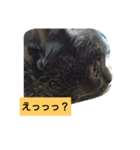ぶりぶりブリティッシュ（個別スタンプ：14）