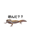 ヒョウモントカゲモドキ001（個別スタンプ：2）