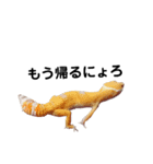 ヒョウモントカゲモドキ001（個別スタンプ：4）