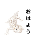 ヒョウモントカゲモドキ001（個別スタンプ：5）