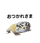 ヒョウモントカゲモドキ001（個別スタンプ：7）
