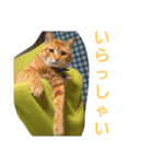 わがやの保護猫と犬スタンプ（個別スタンプ：1）