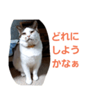 わがやの保護猫と犬スタンプ（個別スタンプ：2）