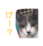 わがやの保護猫と犬スタンプ（個別スタンプ：3）