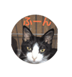 わがやの保護猫と犬スタンプ（個別スタンプ：5）
