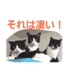 わがやの保護猫と犬スタンプ（個別スタンプ：6）