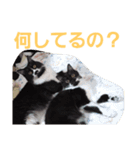 わがやの保護猫と犬スタンプ（個別スタンプ：7）
