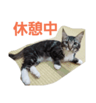 わがやの保護猫と犬スタンプ（個別スタンプ：8）