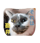わがやの保護猫と犬スタンプ（個別スタンプ：9）