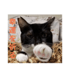 わがやの保護猫と犬スタンプ（個別スタンプ：10）