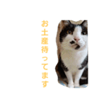 わがやの保護猫と犬スタンプ（個別スタンプ：11）