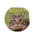 わがやの保護猫と犬スタンプ（個別スタンプ：12）