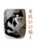わがやの保護猫と犬スタンプ（個別スタンプ：13）