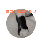 わがやの保護猫と犬スタンプ（個別スタンプ：14）