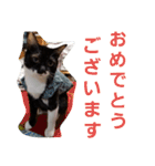 わがやの保護猫と犬スタンプ（個別スタンプ：15）