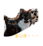 わがやの保護猫と犬スタンプ（個別スタンプ：16）
