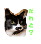 わがやの保護猫と犬スタンプ（個別スタンプ：17）