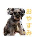 わがやの保護猫と犬スタンプ（個別スタンプ：18）