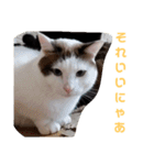 わがやの保護猫と犬スタンプ（個別スタンプ：20）