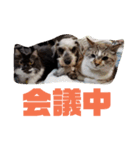 わがやの保護猫と犬スタンプ（個別スタンプ：22）