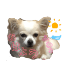 チワワのリズの日常スタンプ（個別スタンプ：3）