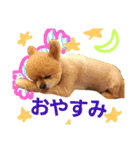 サムライくん 1（個別スタンプ：1）