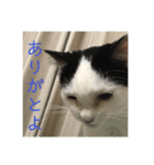 あたちよ ナヴィよ4（個別スタンプ：3）