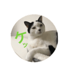 あたちよ ナヴィよ4（個別スタンプ：4）