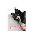 我が家のまーたん（個別スタンプ：1）