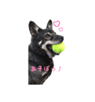 我が家のまーたん（個別スタンプ：3）